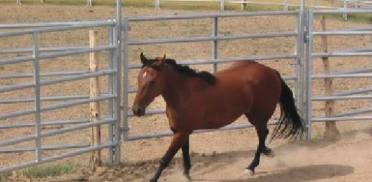 Rescued horses find new home as recovery continues