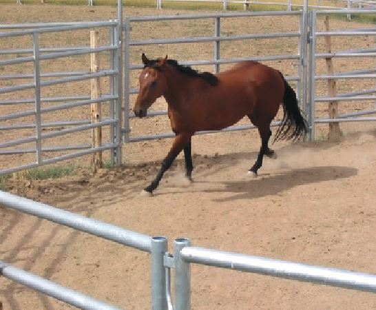 horse