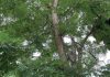 Caring for established trees in hot dry weather