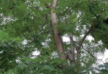 Caring for established trees in hot dry weather