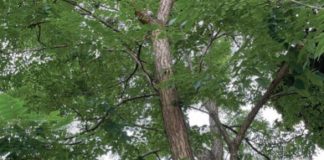 Caring for established trees in hot dry weather