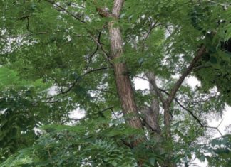 Caring for established trees in hot dry weather