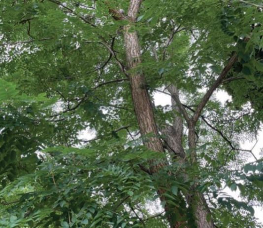 Caring for established trees in hot dry weather