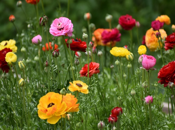 Ranunculus bulbs_photo credit Longfield-Gardens