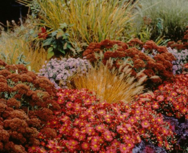 autumn red kale
