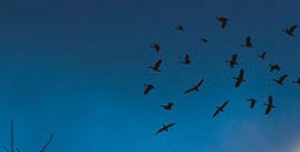 bats