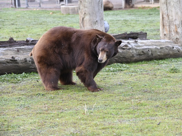 bear