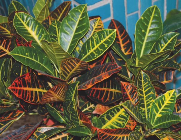 Add colorful crotons for fall