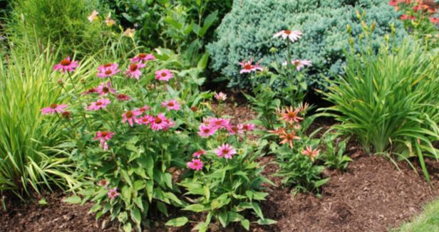 mulch