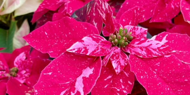 poinsettia
