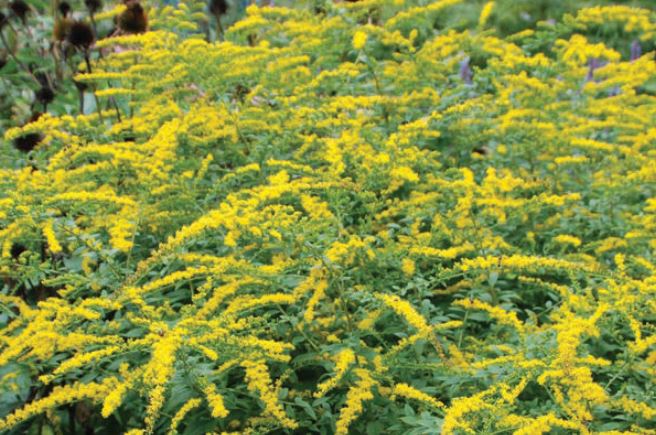 solidago